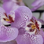 hogyan-ontozzuk-az-orchideat-a-hosszu-viragzas-erdekeben.webp.webp